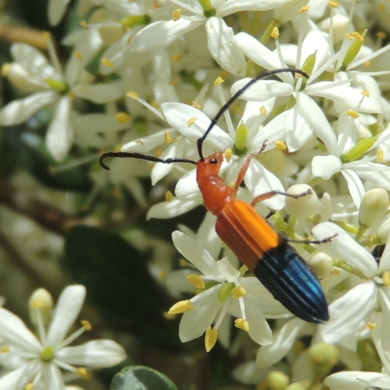 Stenoderus ostricilla