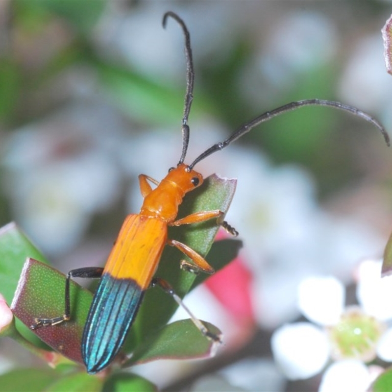 Stenoderus ostricilla