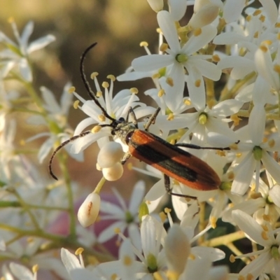 Stenoderus suturalis