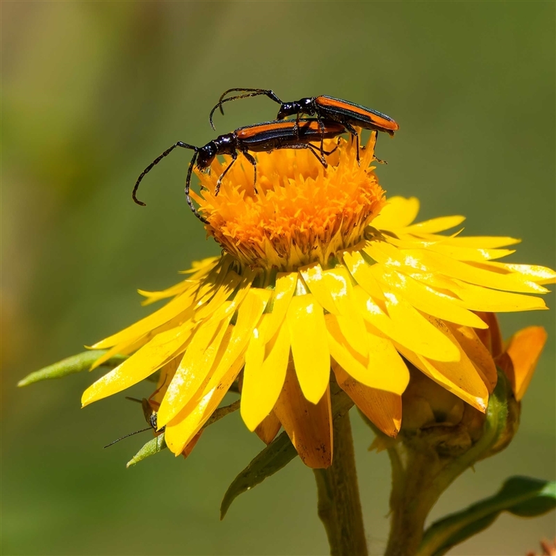 Stenoderus suturalis