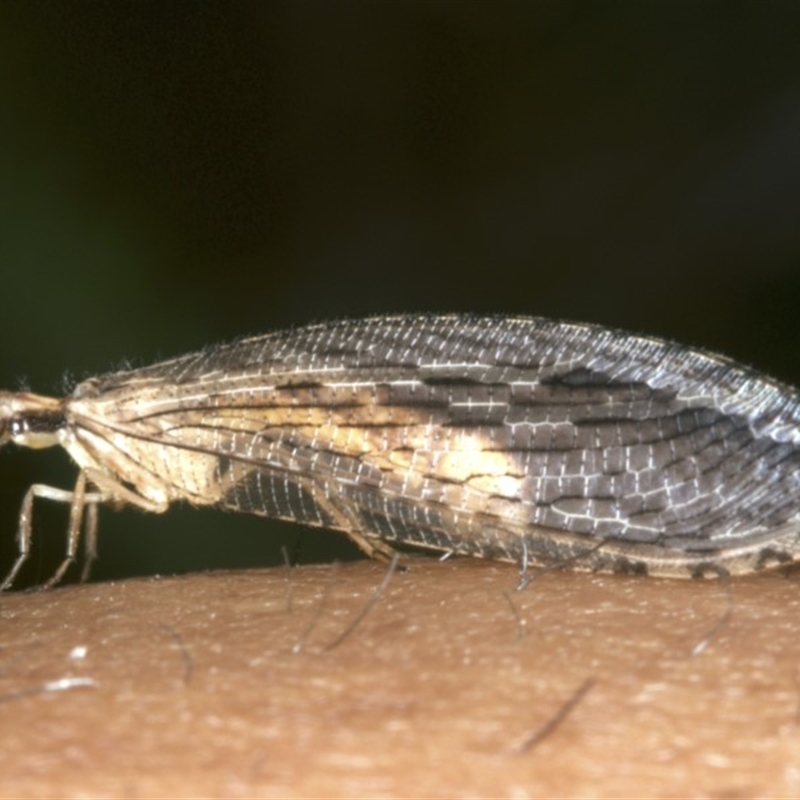 Stenosmylus stenopterus