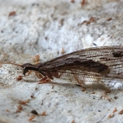 Stenosmylus stenopterus