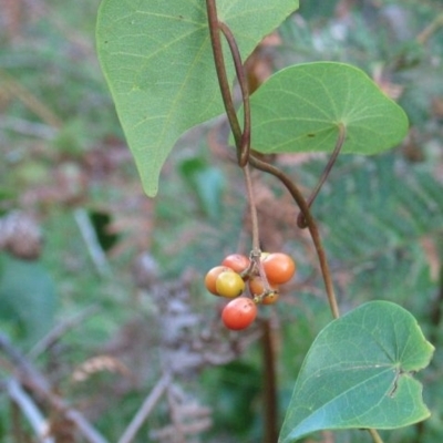 Stephania japonica var. discolor