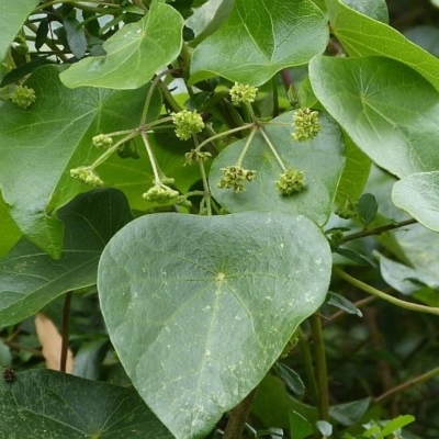 Stephania japonica var. discolor
