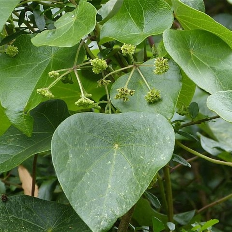 Stephania japonica var. discolor