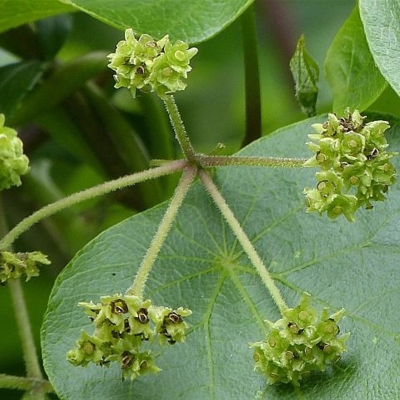 Stephania japonica var. discolor