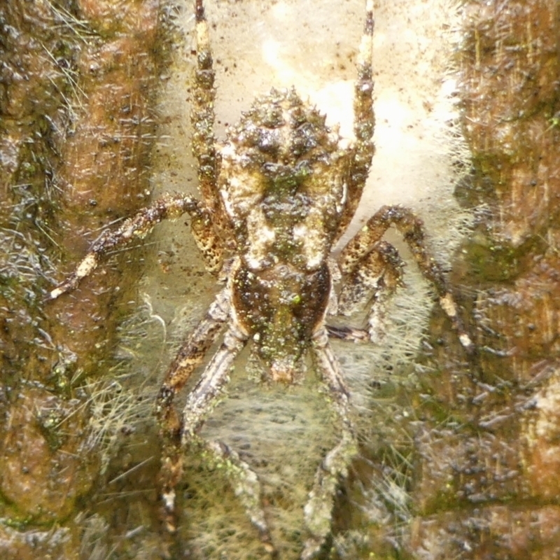 Stephanopis altifrons