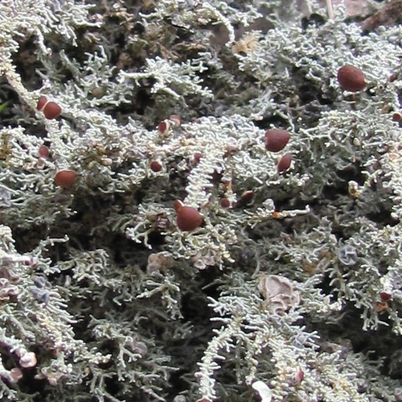 Stereocaulon ramulosum