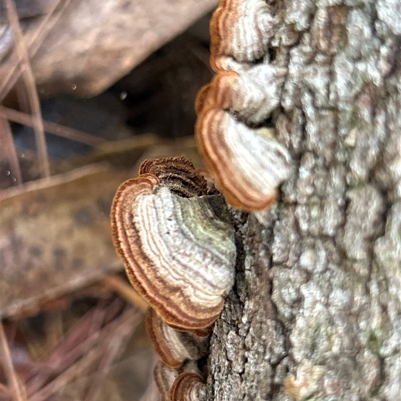Stereum sp.