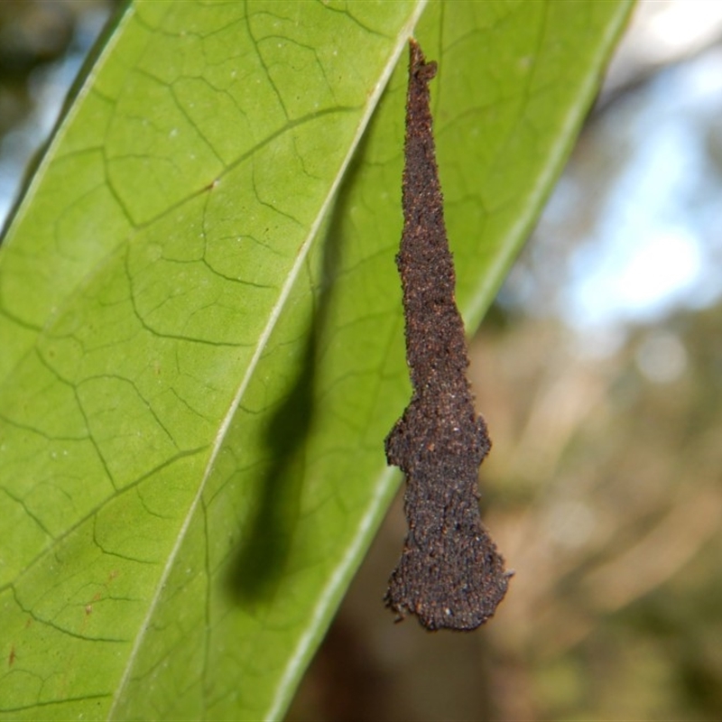 Stericta orchidivora