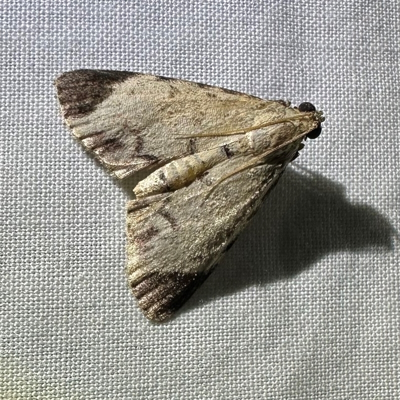 Stericta orchidivora