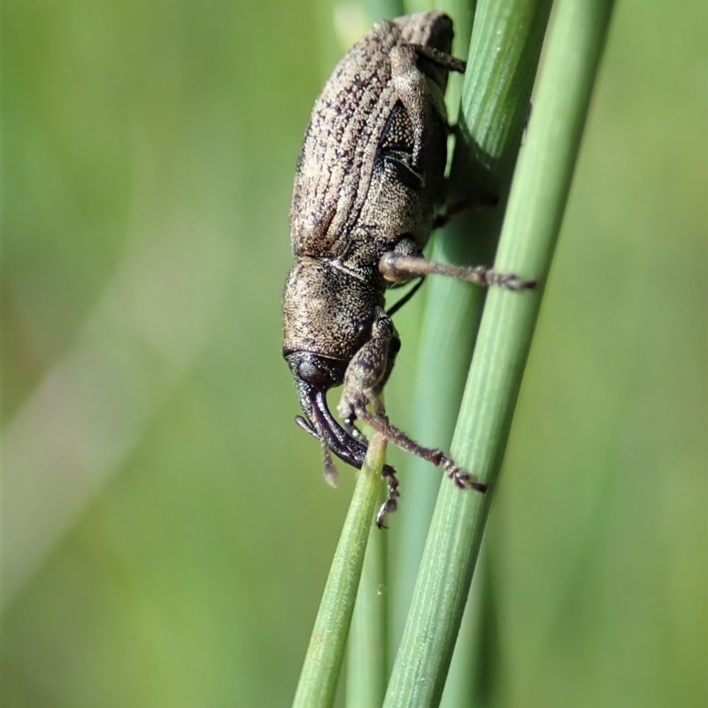 Steriphus murinus