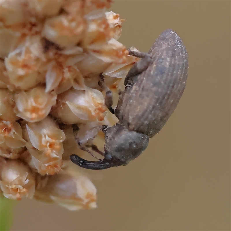 Steriphus murinus