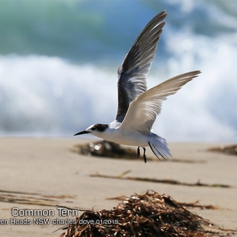 Sterna hirundo