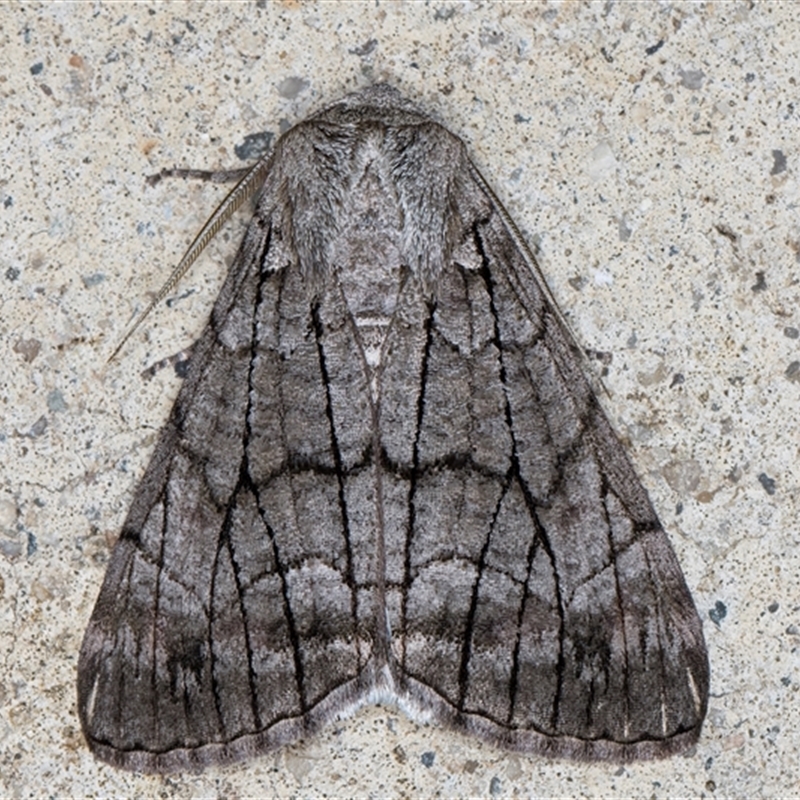 Stibaroma (genus)
