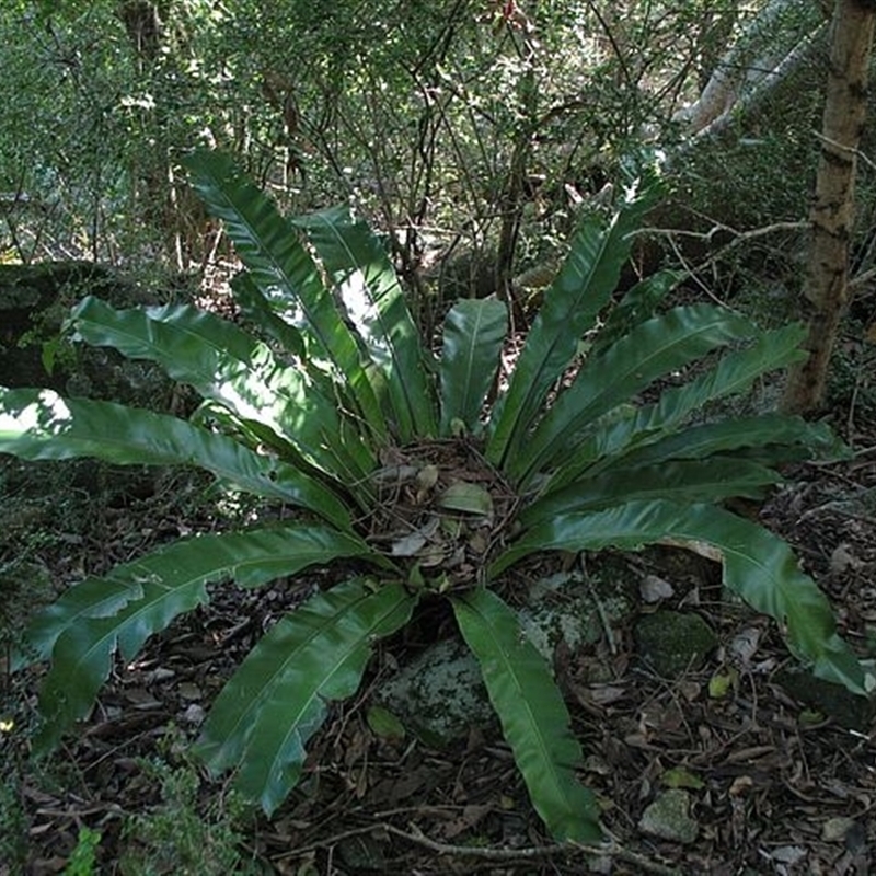 Asplenium australasicum