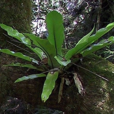 Asplenium australasicum