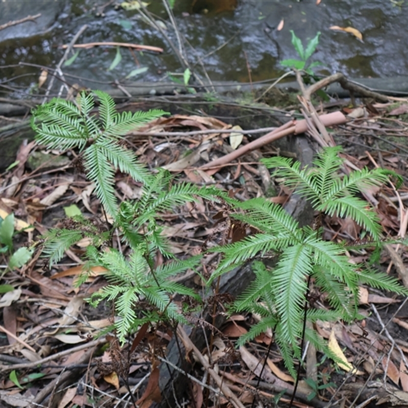 Sticherus flabellatus