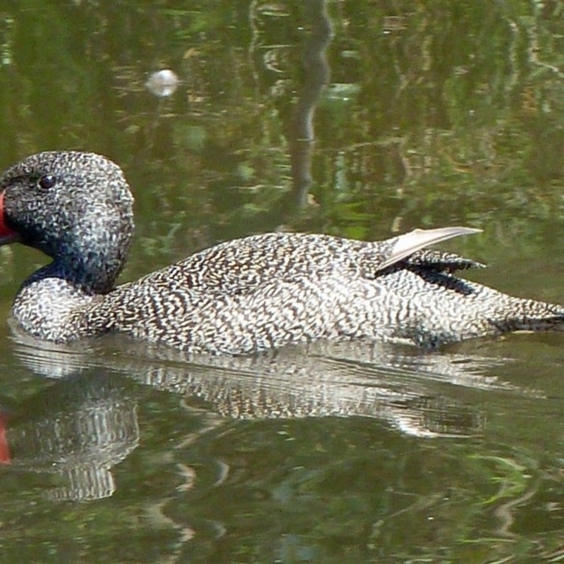 Stictonetta naevosa