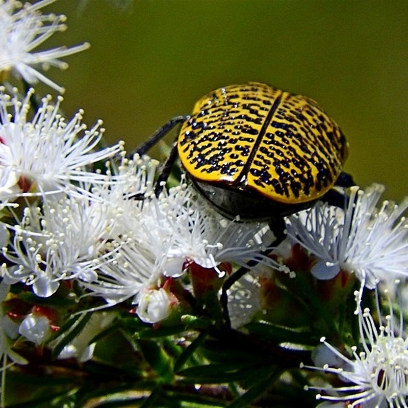 Stigmodera macularia