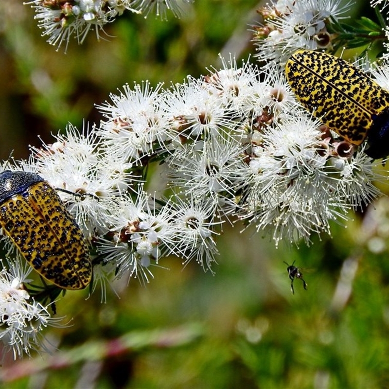 Stigmodera macularia