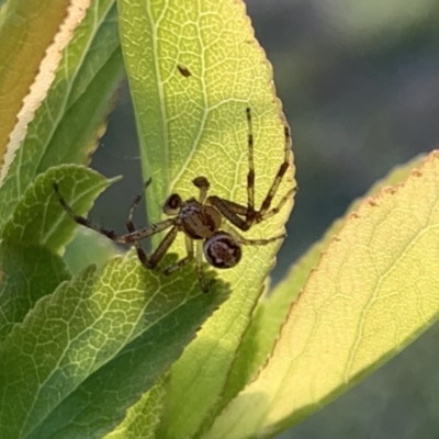 Stiphidiidae (family)