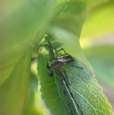 Stiphidiidae (family)