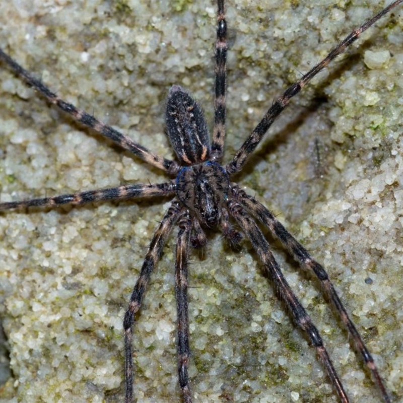 Stiphidion sp. (genus)