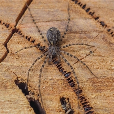 Stiphidion sp. (genus)