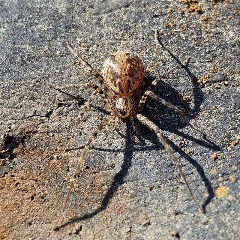 Stiphidion sp. (genus)