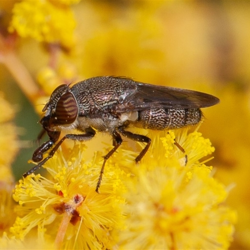 Stomorhina discolor