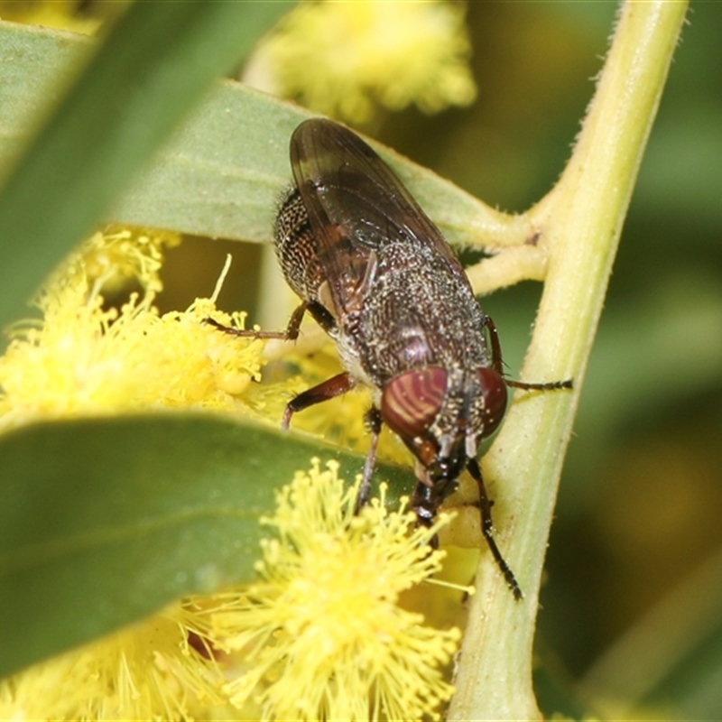 Stomorhina sp. (genus)