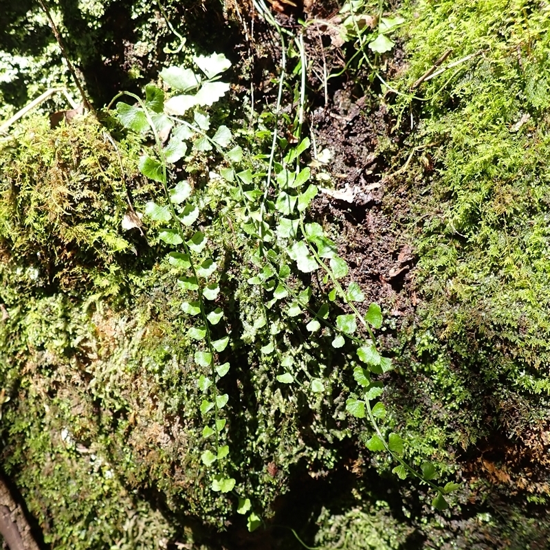 Asplenium flabellifolium