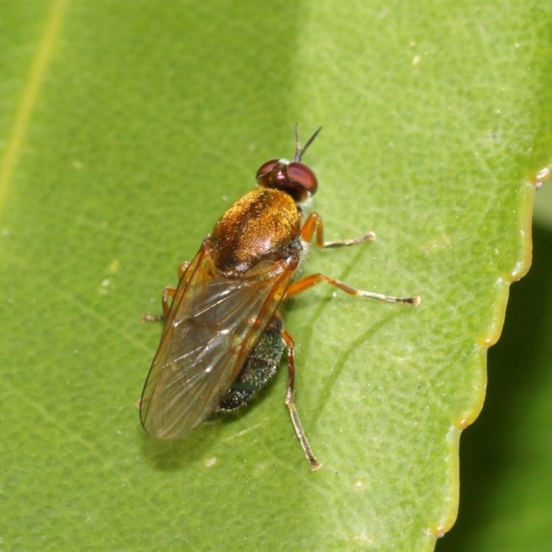 Stratiomyidae (family)