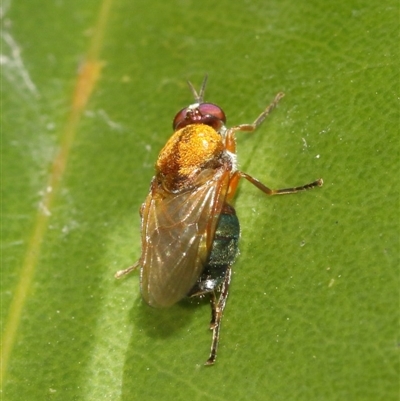 Stratiomyidae (family)