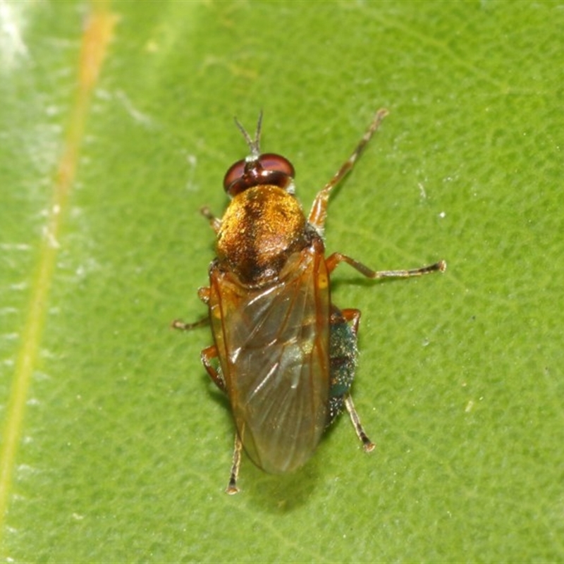 Stratiomyidae (family)