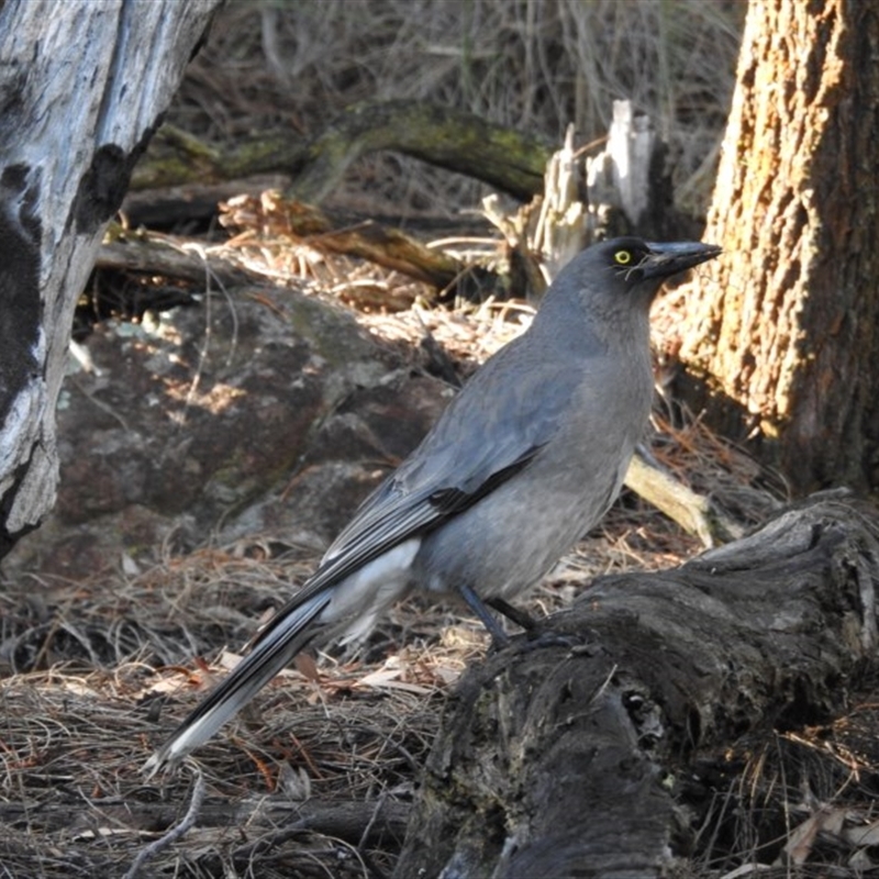 Strepera versicolor