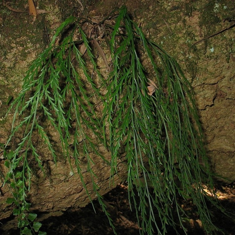 Jackie Miles, Gulaga summit in rainforest