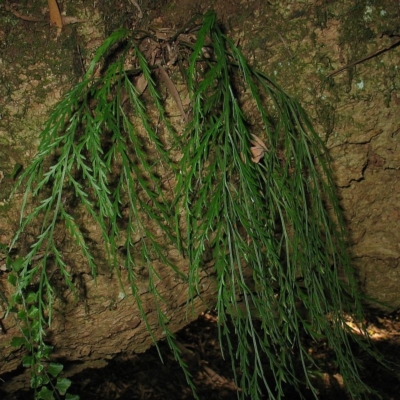 Jackie Miles, Gulaga summit in rainforest