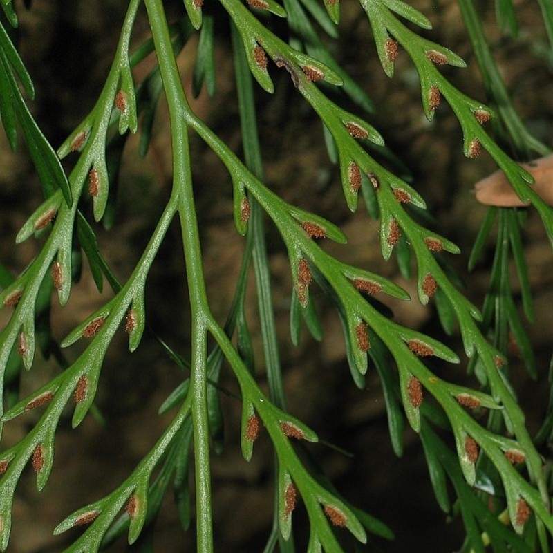 Asplenium flaccidum subsp. flaccidum