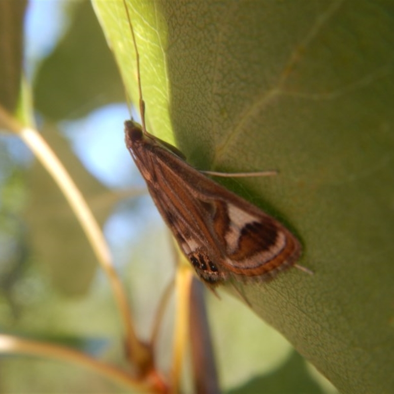 Strepsinoma foveata