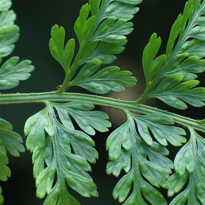 Asplenium gracillimum