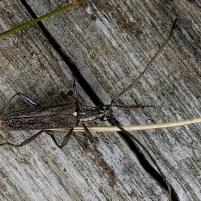 Strongylurus sp. (genus)