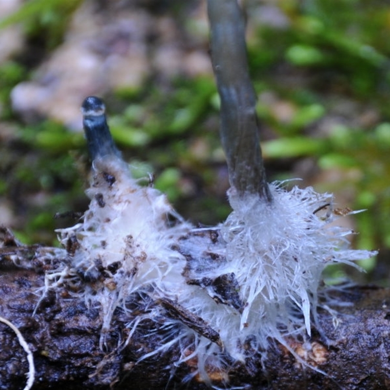 Stropharia sp.