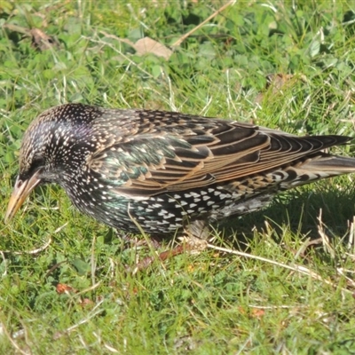 Sturnus vulgaris