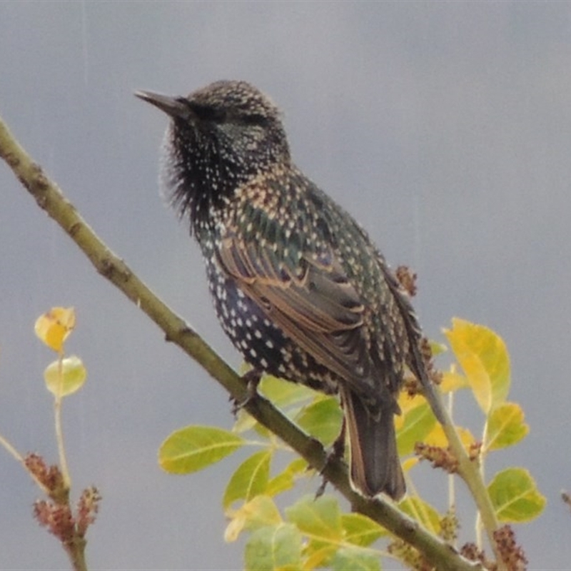 Sturnus vulgaris