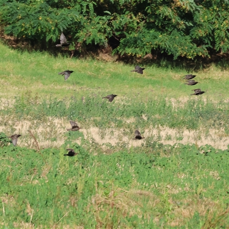 Sturnus vulgaris