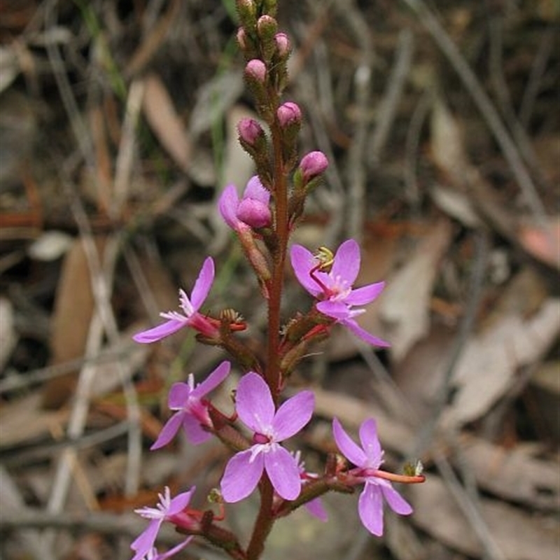 Stylidium armeria