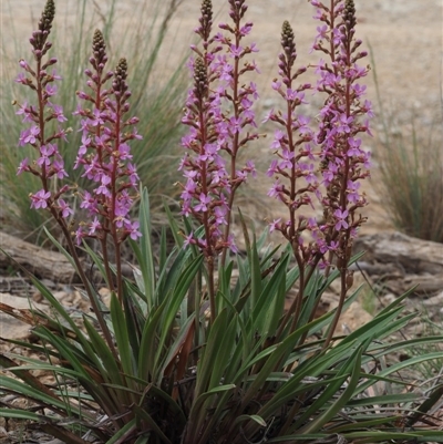 Stylidium armeria subsp. armeria