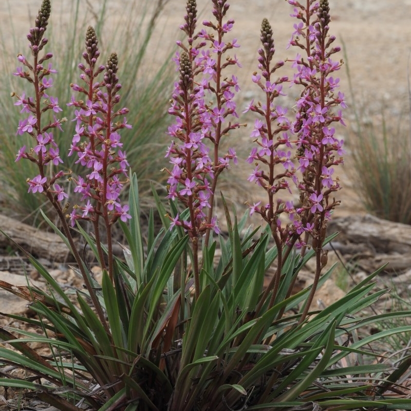 Stylidium armeria subsp. armeria